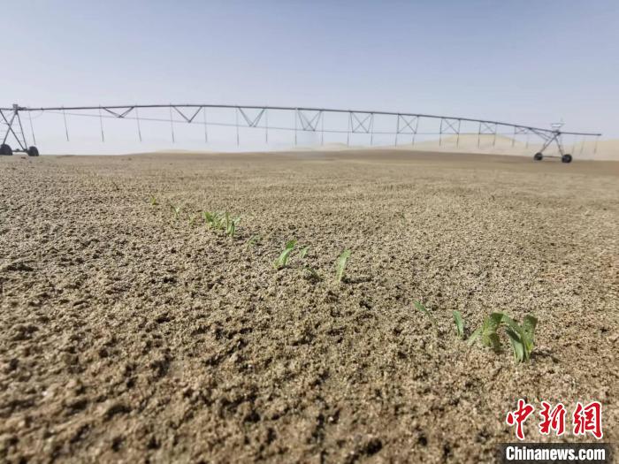 新疆且末縣河東治沙基地試驗地的沙地中長出綠植?！『舞?攝