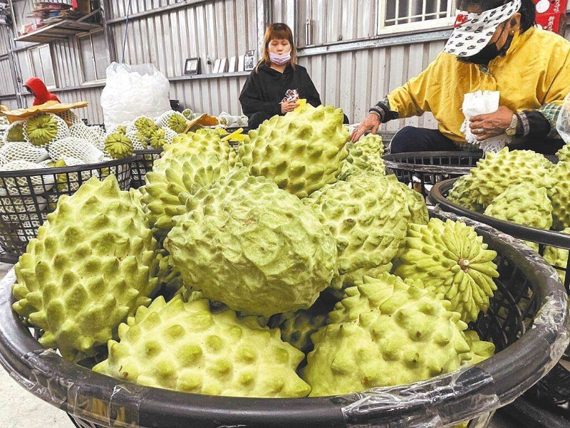 大陸近日宣布恢復鳳梨釋迦銷陸。（報系資料照）