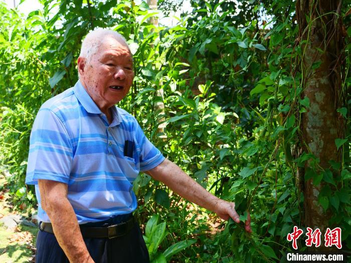 采種、育種南藥近千種九旬老人深耕南藥六十余載