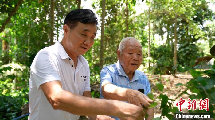 圖為鄭道錦(右)和兒子鄭立平(左)在自家藥園中查看南藥長勢?！￡愑⑶?攝