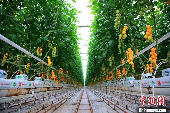 圖為北京市密云區(qū)西紅柿產(chǎn)業(yè)。　主辦方供圖