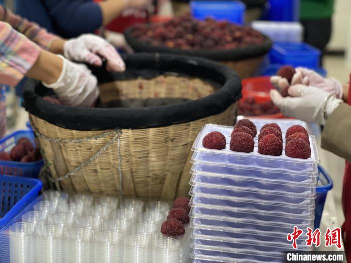 梅農(nóng)包裝楊梅。　臨海市委宣傳部供圖