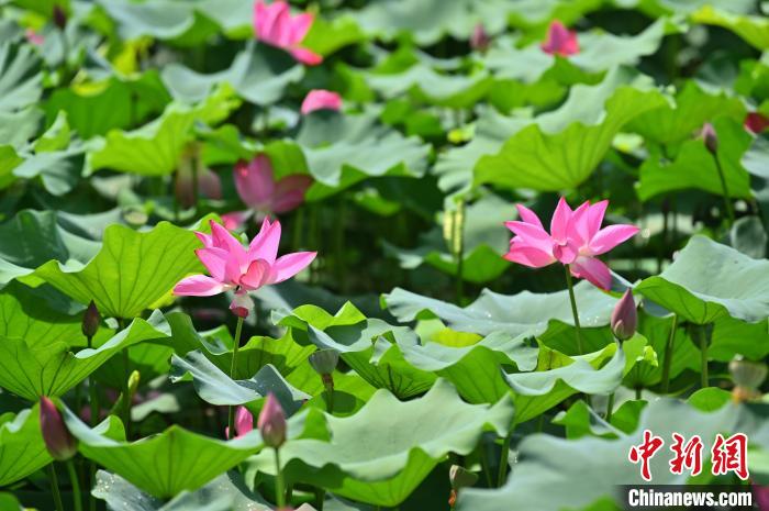 圖為貴港市港南區(qū)東津鎮(zhèn)沖口屯的荷花迎來盛花期。　俞靖 攝