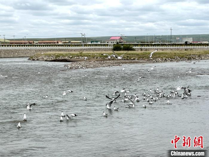 圖為青海湖北岸沙柳河魚鳥共生?！±铍h 攝