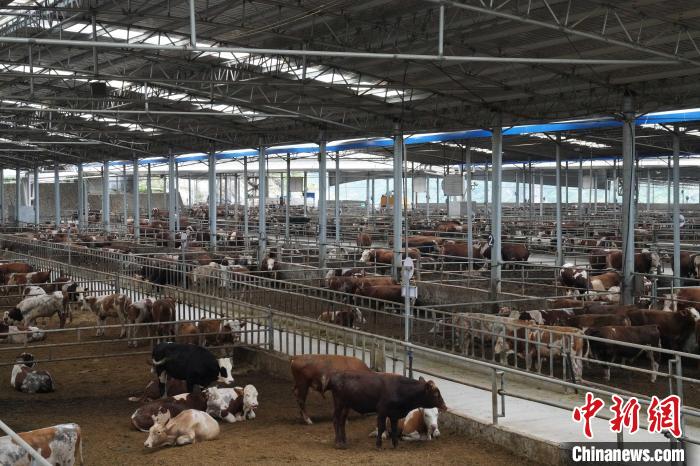 養(yǎng)牛場內(nèi)目前存欄約1000頭肉牛?！⊥跻哉?攝