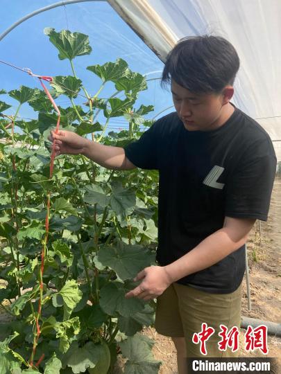 圖為“00后”新農(nóng)人趙錦畑在自家大棚檢查蜜瓜種植情況?！∷蔚?　攝