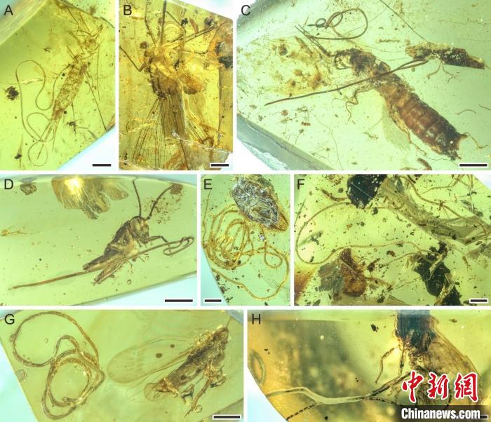 昆蟲被索線蟲寄生。　南古所 供圖