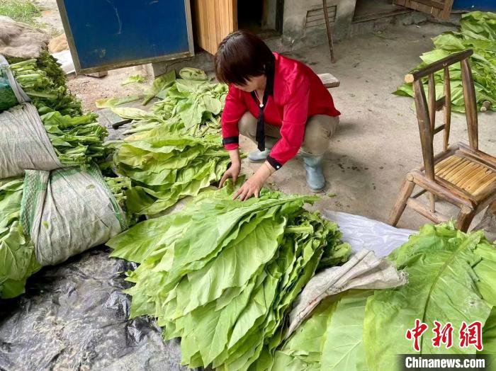 圖為江西省吉安市安?？h寮塘鄉(xiāng)中心煙站的工作人員正在熟練地對煙葉進行分級?！±顦纺?攝