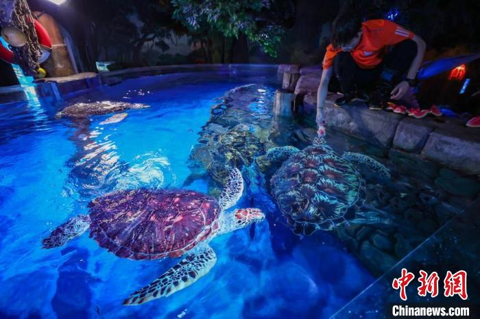 萌化了！南京海底世界海洋動物花式消暑“逍遙”度夏