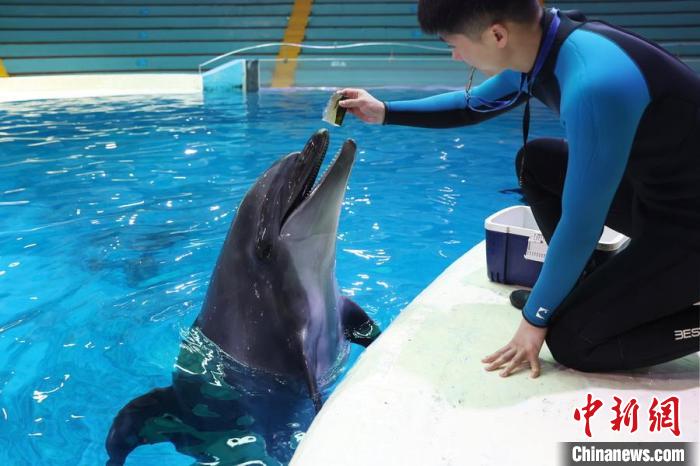 飼養(yǎng)員給海豚喂食特制的營養(yǎng)“果凍”?！°蟛?攝