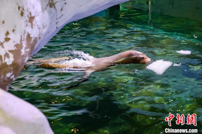 降溫冰塊放置水中，海獅盡享清涼?！°蟛?攝