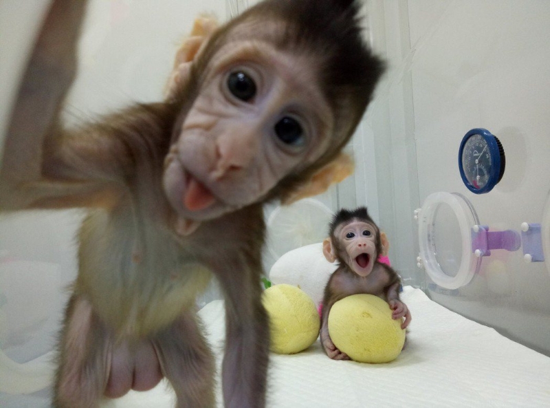 世界首例體細胞克隆猴在中國誕生。（圖源：新華網）