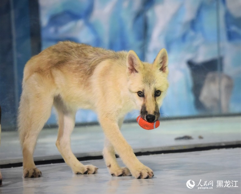 世界首只克隆北極狼亮相哈爾濱極地公園。（圖源：人民網）