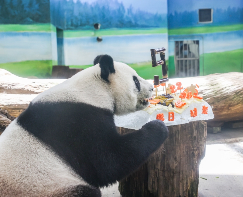 臺(tái)北市立動(dòng)物園的大貓熊「圓圓」30日歡度19歲生日，保育員絞盡腦汁，運(yùn)用大貓熊的日常食物制作專屬的「蛋糕」，為了給「圓圓」一個(gè)生日驚喜。（圖／記者羅永銘攝影）.jpg