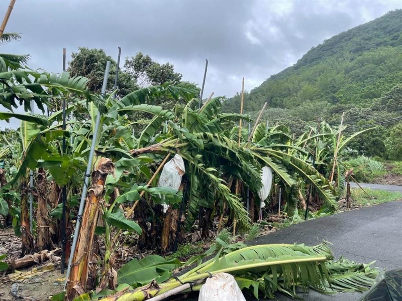旗山區(qū)柯姓香蕉農(nóng)指出，這次?？麖?qiáng)風(fēng)暴雨造成香蕉樹(shù)傾倒嚴(yán)重。（林雅惠攝）