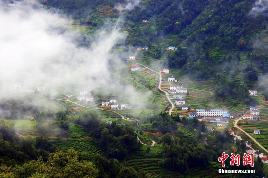 三峽壩區(qū)：“云海茶谷”風(fēng)景美如畫(huà)
