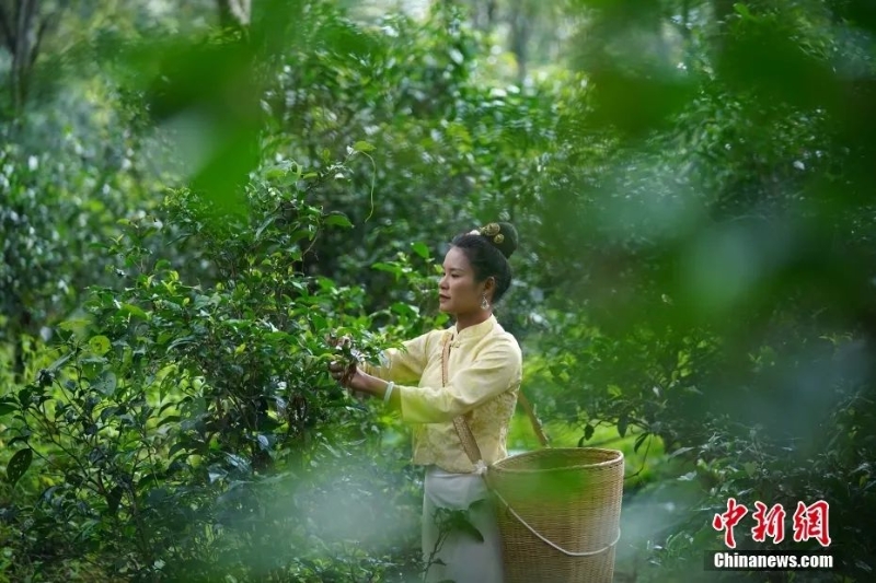 圖為景邁山茶農(nóng)正在采摘茶葉。中新社記者 劉冉陽 攝