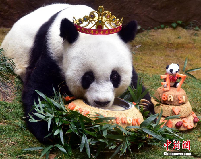資料圖：2017年1月18日，37歲“巴斯”獲最長(zhǎng)壽圈養(yǎng)大熊貓世界紀(jì)錄并慶生。<a target='_blank' href='/'>中新社</a>記者 劉可耕 攝