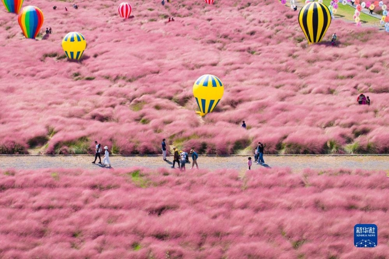 10月5日，在江蘇省南京八卦洲陌上花渡，游人在粉黛亂子草叢中游玩（無人機照片）。（圖源：新華社）