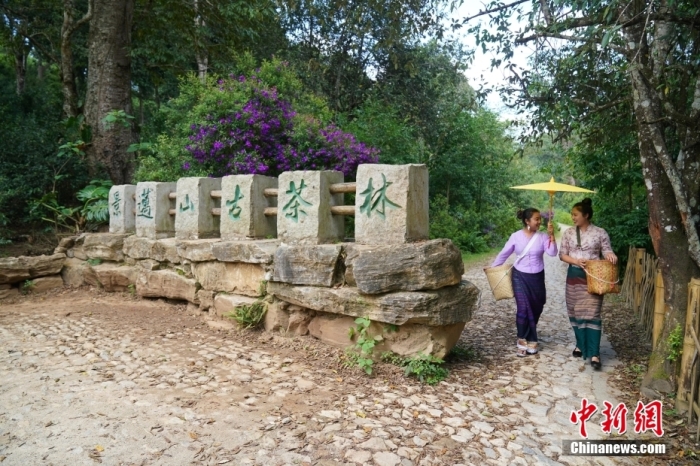 普洱景邁山古茶林文化景觀位于中國云南省普洱市瀾滄拉祜族自治縣惠民鎮(zhèn)。<a target='_blank' href='/'>中新社</a>記者 劉冉陽 攝