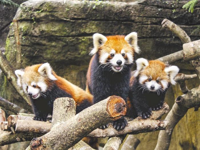 臺(tái)北市立動(dòng)物園小貓熊。圖片來源：臺(tái)灣《中國(guó)時(shí)報(bào)》 臺(tái)北市立動(dòng)物園提供