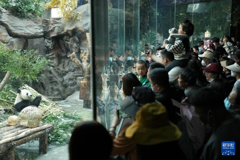 4月30日，游客在北京動物園大熊貓館觀賞大熊貓。（圖源：新華社）