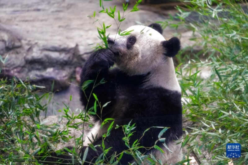 這是2月19日在日本東京上野動物園拍攝的大熊貓“香香”。（圖源：新華社）