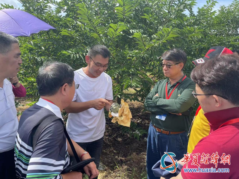臺商蕭景瑞向考察團(tuán)講解釋迦種植技術(shù)。（攝影 李昕）