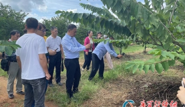 臺(tái)商考察團(tuán)參訪臨高海星公司番荔枝種植園