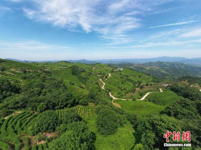 圖為航拍鏡頭下的大悟縣三里城鎮(zhèn)茶葉基地。周鑫 攝