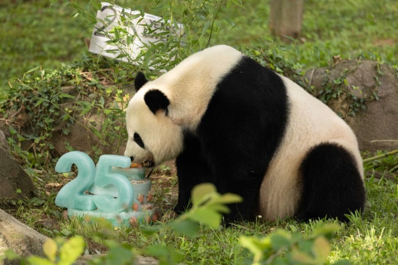 7月22日，在美國(guó)華盛頓史密森學(xué)會(huì)國(guó)家動(dòng)物園，迎來(lái)25歲生日的大熊貓“美香”享用生日蛋糕。（圖源：新華社）