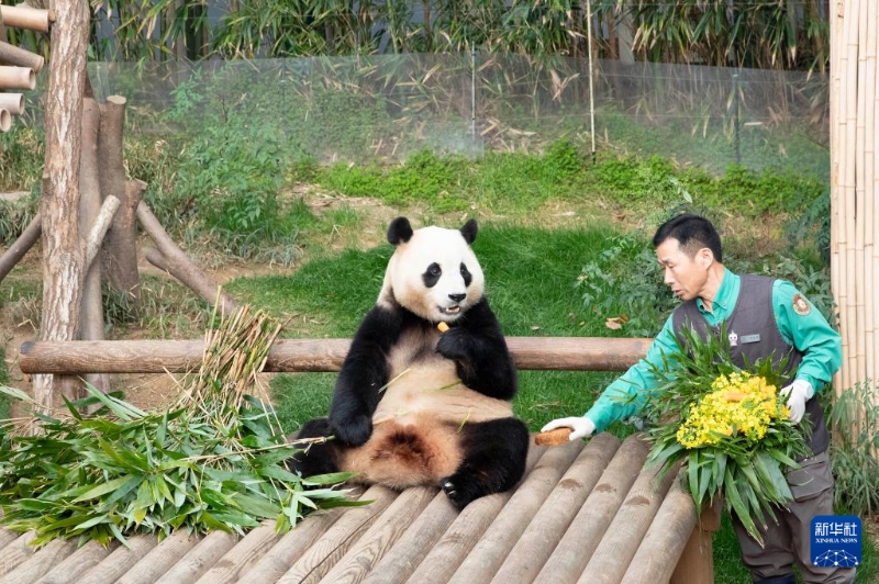 3月3日，在位于韓國京畿道龍仁市的愛寶樂園，飼養(yǎng)員為大熊貓“福寶”準備美食。新華社記者 姚琪琳 攝