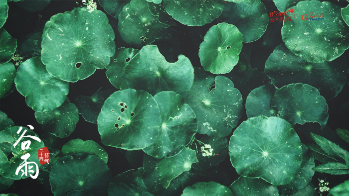 【節(jié)氣里的大美中國】來自谷雨的信丨春耕正當(dāng)時(shí)，向明亮的日子進(jìn)發(fā)！