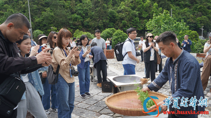 黃金茶技藝傳承人向華文展示炒茶技藝。（攝影：虞鷹）