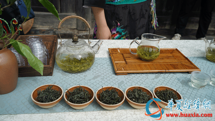 保靖黃金茶。（攝影：虞鷹）