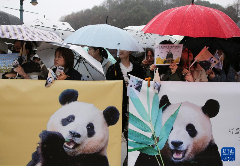 4月3日，人們?cè)陧n國(guó)京畿道龍仁市的愛寶樂園雨中送別大熊貓“福寶”。（圖源：新華社）