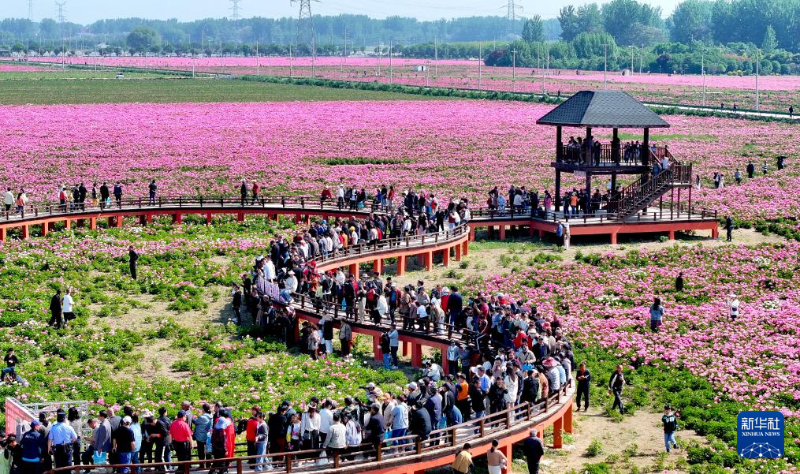 5月1日，在安徽省亳州市譙城區(qū)十八里鎮(zhèn)蔣李村，游人在芍藥花海里賞花游玩。（圖源：新華社）