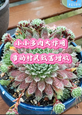 小小多肉大作用，帶動村民致富增收
