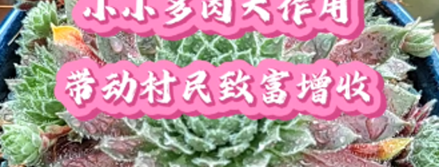 小小多肉大作用，帶動村民致富增收
