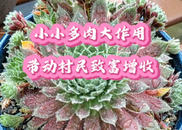 小小多肉大作用，帶動村民致富增收