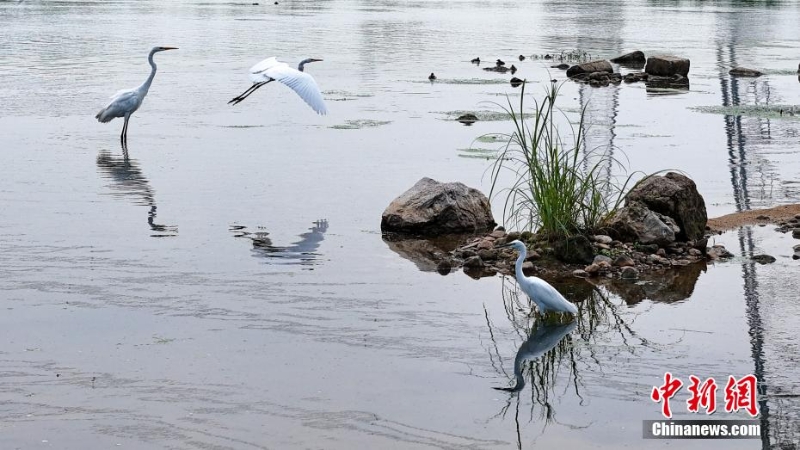 風輕秋色美：河北內(nèi)丘濕地水鳥成群蹁躚