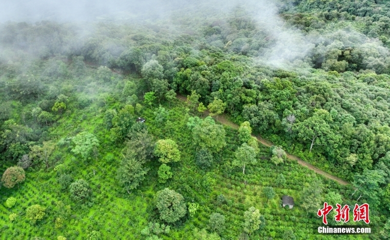 （聚焦中國高質量發(fā)展）普洱景邁山古茶林文化景觀