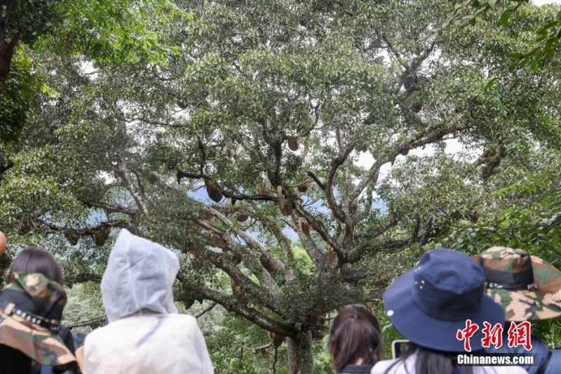 （聚焦中國高質量發(fā)展）普洱景邁山古茶林文化景觀