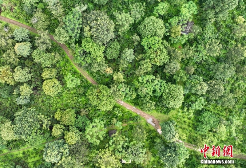 （聚焦中國高質量發(fā)展）普洱景邁山古茶林文化景觀