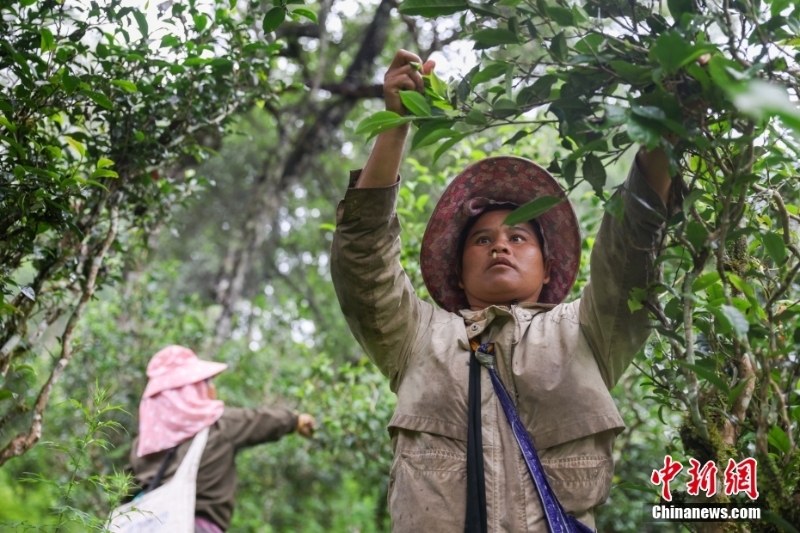 （聚焦中國高質量發(fā)展）普洱景邁山古茶林文化景觀