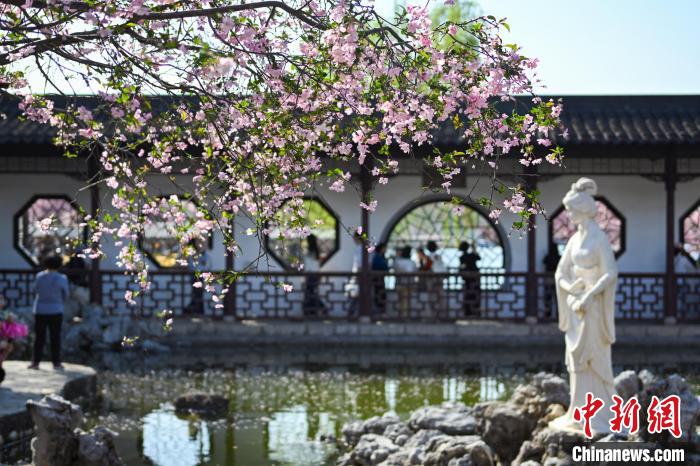 江南園林海棠花盛開(kāi)香滿堂