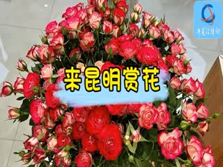來(lái)昆明賞花